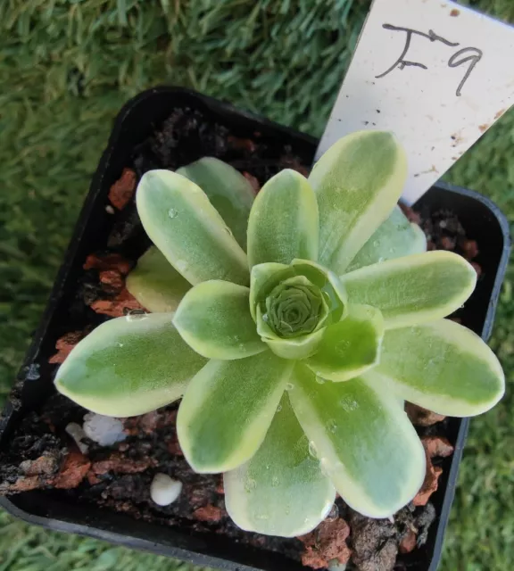 Aeonium Aureum Mountain Rose Variegated  6cm diameter