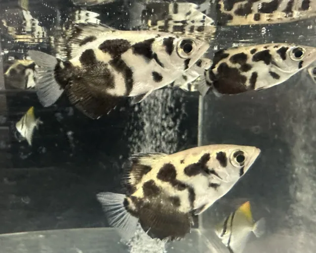 Clouded Archerfish 2.5” (Pack of 3) -Live Freshwater Tropical Aquarium Fish