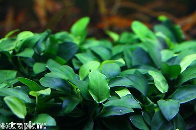 Anubias Nana Petite Loose Rhizome 6+ Leaves Live Aquarium Plants BUY2GET1FREE*
