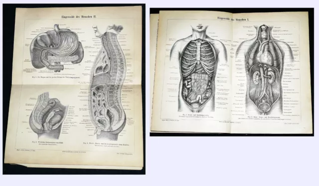 EINGEWEIDE des MENSCHEN I und II – Lithographie 1890 Aus: Meyers Konversationsle