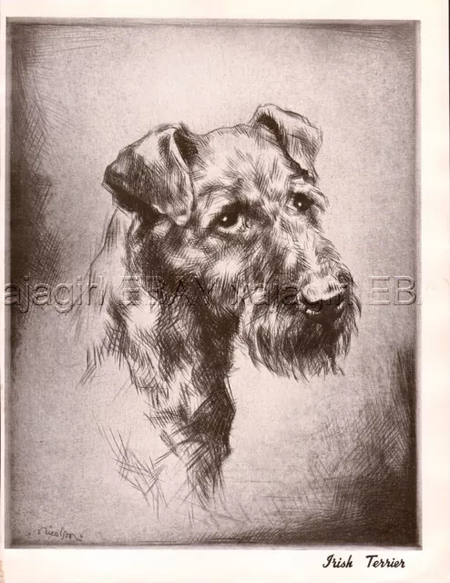 DOG Irish Terrier Exquisite Portrait, Beautiful 1930s Art Print