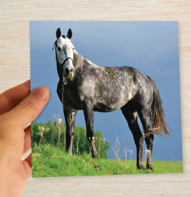 Grey Horse Birthday Card Horse Lovers Card Blank greetings card