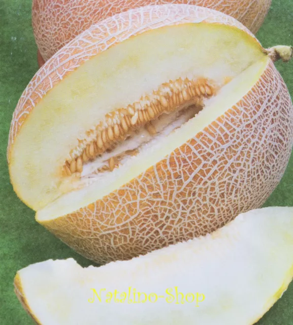 Honigmelone *Ananas* 10 Samen *Russische Sorte *Aromatisch *Melonensamen *Melone