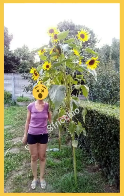 25 SEMI di GIRASOLE Gigante AD ALBERELLO - GIANT Sunflower MULTI FLOWER seeds 🌻