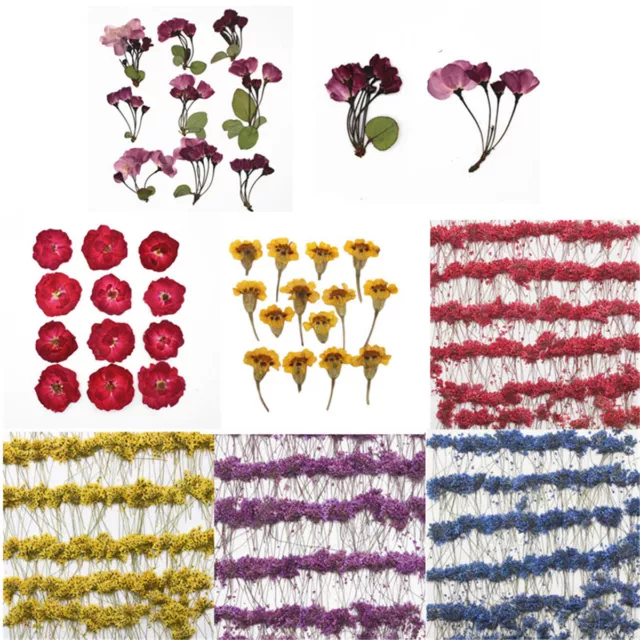 Beautiful Real Pressed Flower Dried Flowers for Arts Crafts Resin Jewelry Making