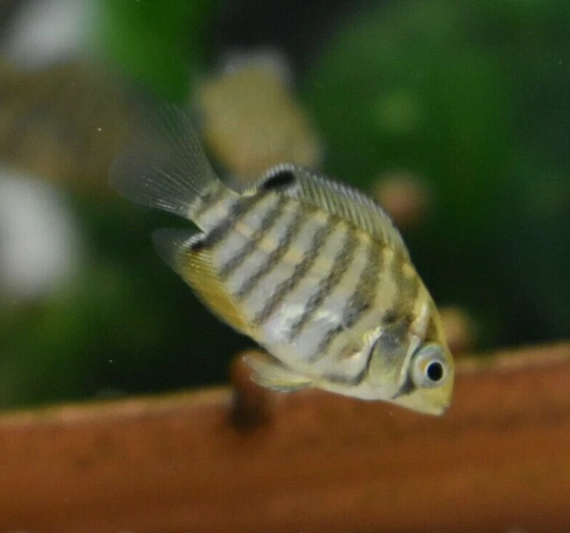 Live 2" Green Severum Cichlid *Pack of 6 Juvenile Fish* (PLS READ DESCR)
