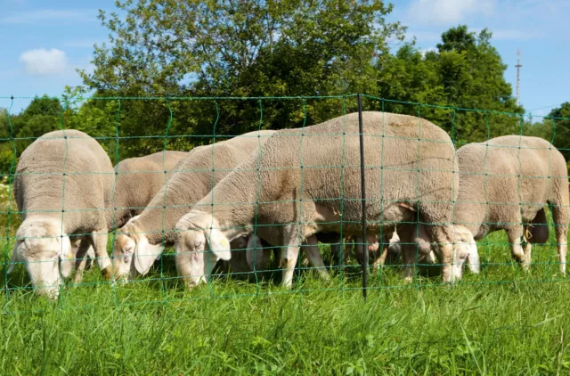 Schafnetz Schafzaun 90cm oder 108cm 1Spitz 50m Grün Hundezaun Hundenetz