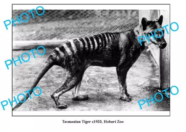 OLD 8x6 PHOTO TASMANIAN TIGER HOBART ZOO c1933