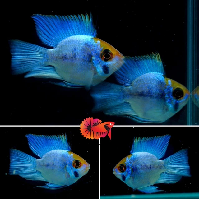 1 Pair - RARE Cichlid Rams Short Body - Electric Blue Balloon Ram Live Aquarium