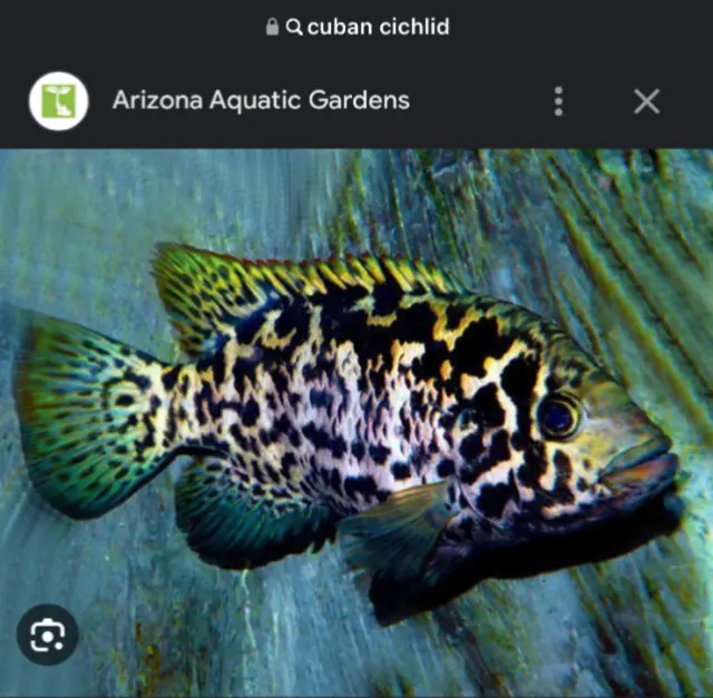 Cuban Cichlid 3-4" Live Fish
