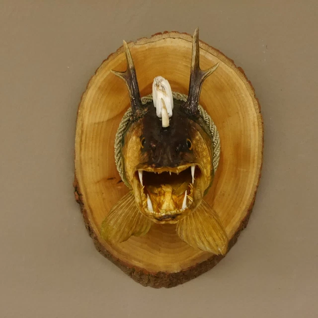 Pez Wolpertinger Preparado Con Keilerzähnen Asta de Ciervo Baumscheibe Taxidermy 3