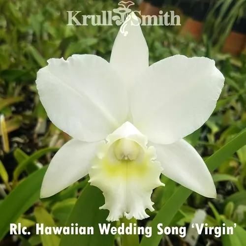 C. Hawaiian Wedding Song " virgin" 4 inch pot flowering size 45$