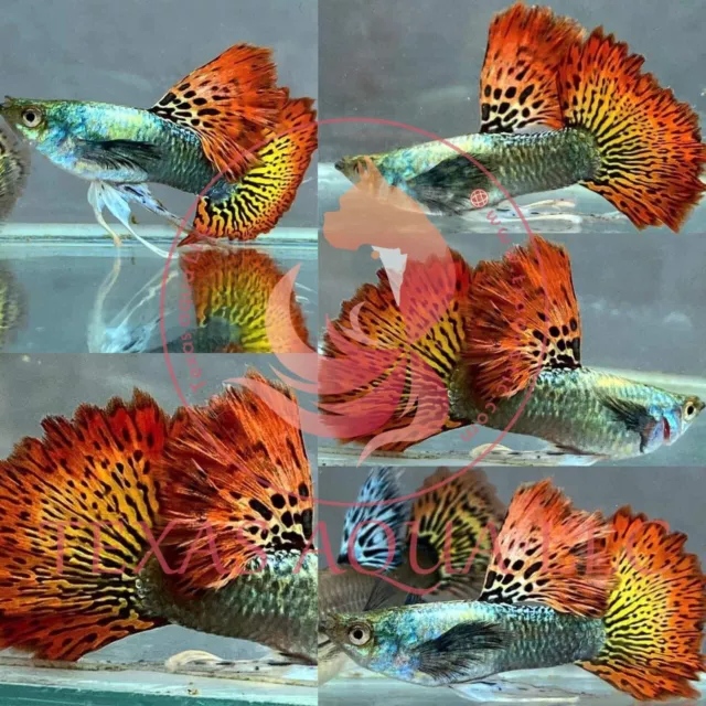 Live Red Dragon - Top Quality-City Water Born/Raise-Usa Reputable Seller