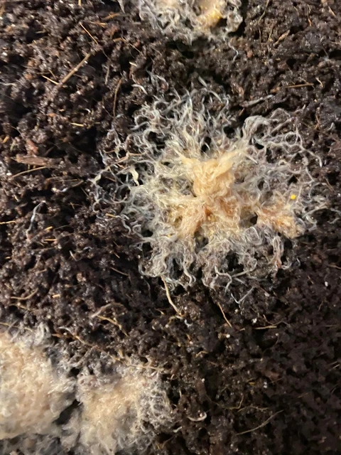 4 oz Grindal worms Starter culture if you buy two I'll give you one for free