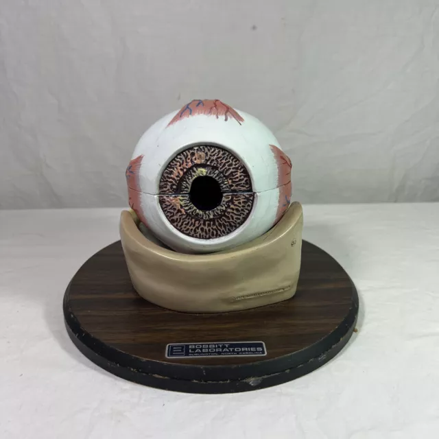 Vintage (RARE) Bobbitt Laboratories Large Medical School Dr. Teaching Eye Model