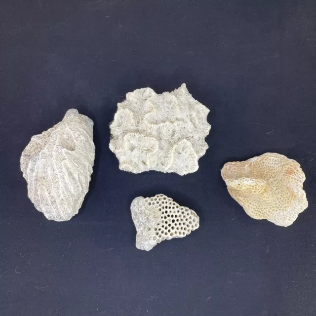 4 Pieces Brain Maze Honeycomb 100% Natural Real Coral Reef Sea Beach Home Decor
