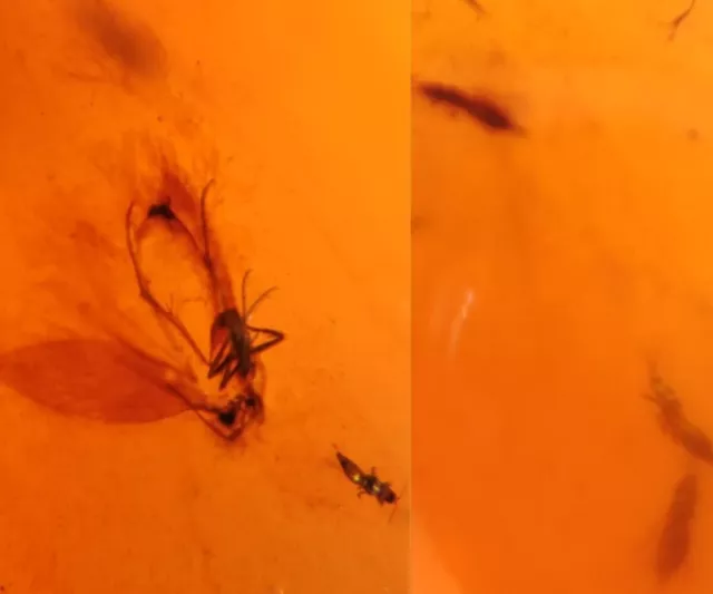 unknown fly&some thrips Burmite Myanmar Burmese Amber insect fossil dinosaur age