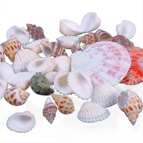 100g Beach Mixed SeaShells Mix Sea Shells Shell Craft Sea Shells Aquarium Decor