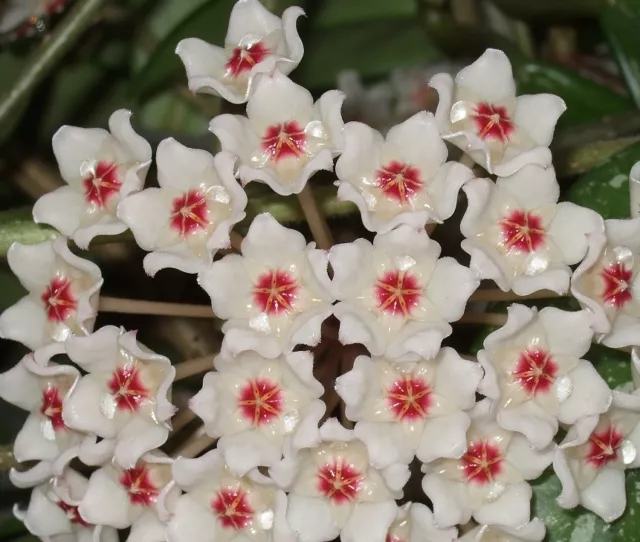 Hoya carnosa   Zimmerpflanze Porzellanblume Wachsblume Maria Tränen