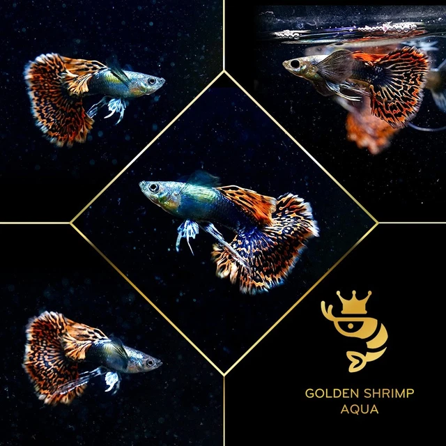 5 Pairs - Red Dragon Indo Halfmoon - Live Fish - Guppy Sales - High End Grade