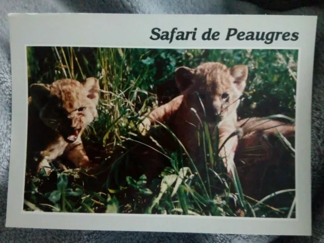 Cpsm Cpm Carte Postale Ardèche Safari Parc  Peaugres Lionceaux