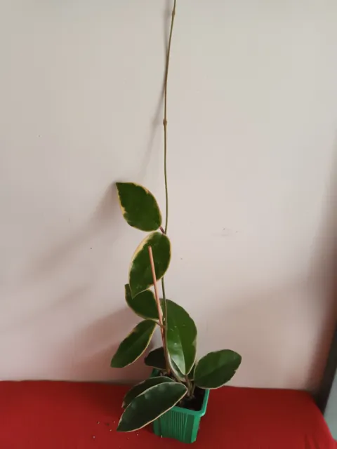 Hoya Carnosa  variegata; 60 cm, en pot