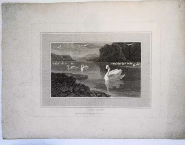 1807 Wild Swan, by William Daniell. Aquatint engraving. 2