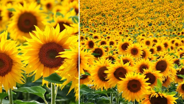 Giant Sunflower | Single Yellow | Hellianthus Annus | 100 - 5000 seeds