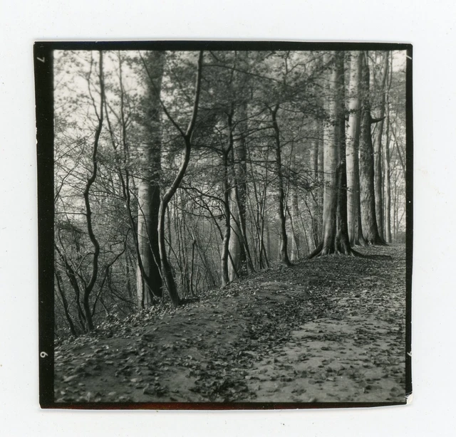 Photo photographie vers 1930 . Arbre Forêt Chemin Nature sous-bois végétation