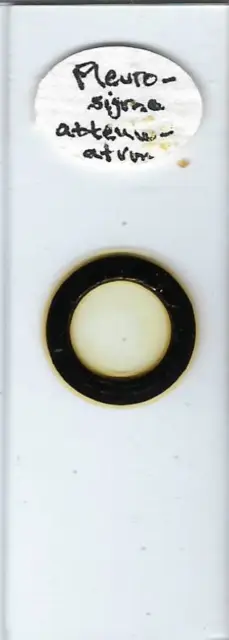Pleurosigma attenuatum Diatoms Microscope Slide