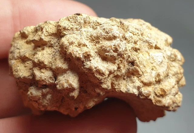 Nundle Fossil Rocks DINOSAUR POO FOSSIL Coprolite Natural Specimen From Nundle Lapidary 36. ...