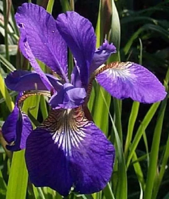 10 roots TYCOON deep violet blue Historic 1938 Cleveland SIBERIAN IRIS Combine