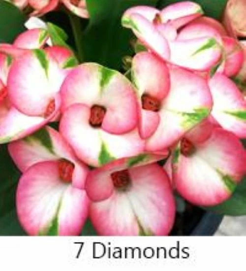 *7 DIAMONDS*CROWN OF Thorns-Euphorbia Milii*CHRIST PLANT**GRAFTED