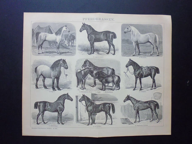 Ancien Mors De Cheval En Argent Gravé - Type Arabe Ou Morgan - Taille 5