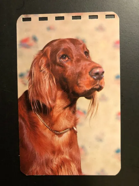 Cool Old Vintage " IRISH SETTER " Postcard  Made in USA