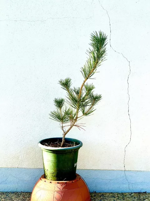 Bonsai Schwarz Kiefer