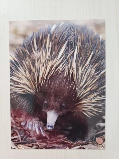 Echidna Postcard Prepaid, Native Animals Australia POSTCARD NEW Australian