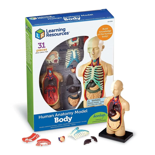 LEARNING RESOURCES HUMAN Body Anatomy Display Model £21.99 PicClick UK