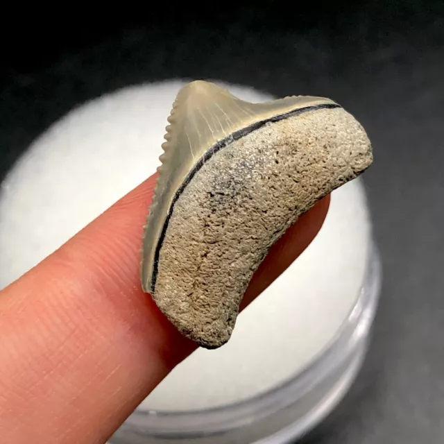 Gorgeous Tiny Venice FL Posterior Megalodon Shark Tooth Fossil Sharks Ocean Gem