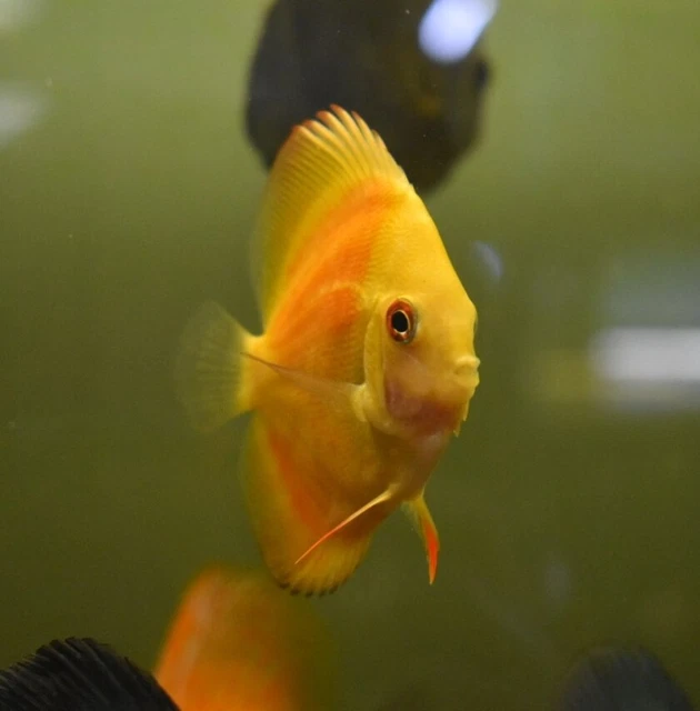 Live Orange Discus (2.5" Tropical Freshwater Aquarium Fish)*PLS READ DESC