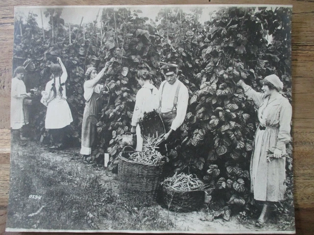 Großes Foto Ukraine um 1917 - Soldat - Frauen - Ernte - 1. WK - ca. 30x24 cm