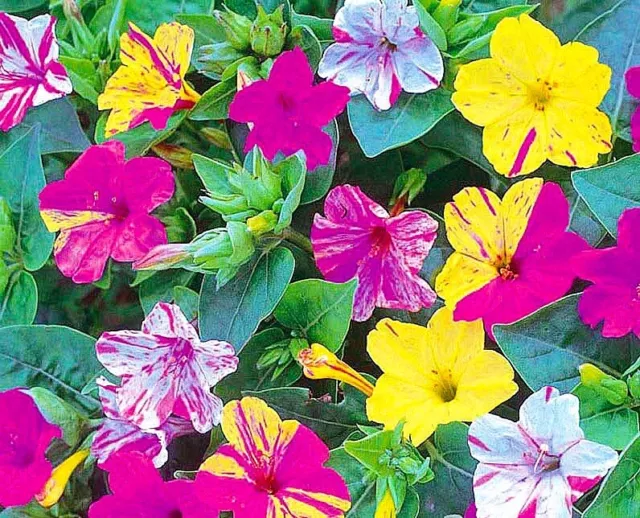 85 Semi Belle Di Notte (Mirabilis jalapa). Pianta , Fiore