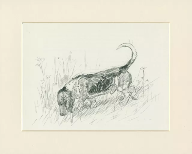 BASSET HOUND CHARMING 1938 DOG SKETCH MOUNTED PRINT by KF BARKER