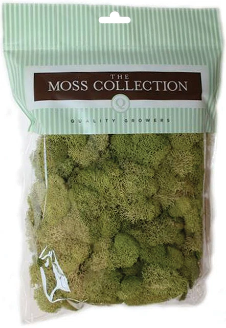 Cultivadores de calidad reno preservado musgo 108,5 pulgadas cúbicas verde resorte