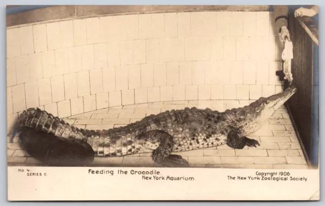 Postcard No. 4 Series C Feeding the Crocodile NY Aquarium c1906 RPPC U109