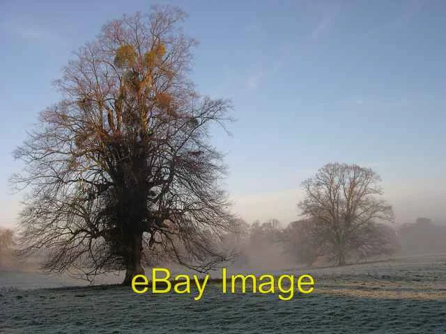 Photo 6x4 Ancient trees at The Weir, near Kenchester Canon Bridge Taken a c2007