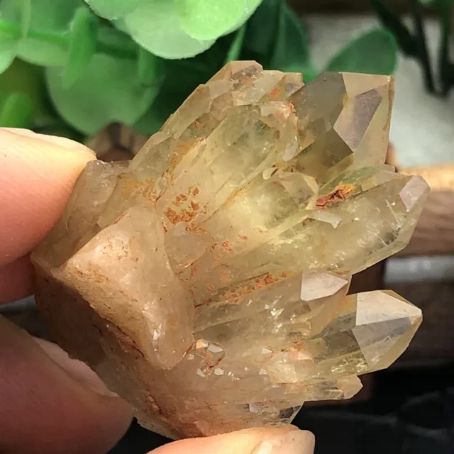 Top Rare Herkimer diamond crystal gem tip+Drusy Symbiotic diamond crystal 36g