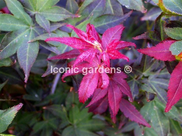 Ruby Ribons Japanese Maple RARE JAPANESE MAPLE cultivar 4yr 'Ruby Stars' EUR 60,87 - PicClick FR