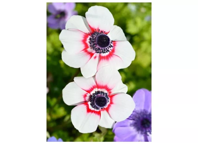 10 x Anemone De Caen BICOLOR Bulbs Corms Poppy Garden Beautiful Flowers