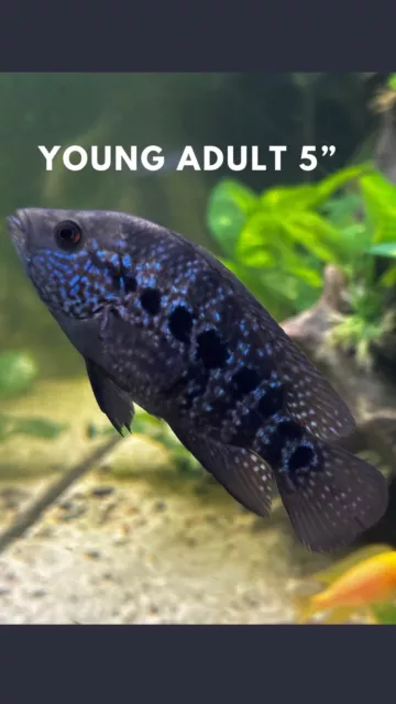 Texas Jaguar cichlid hybrid 2”-3”